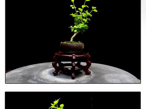 方寸間的詩意與清新 如皋紫薇微型盆景，打造桌面素雅文藝空間